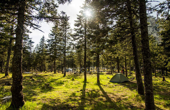 Jovem acampar na floresta iluminada pelo sol, Rússia — Fotografia de Stock
