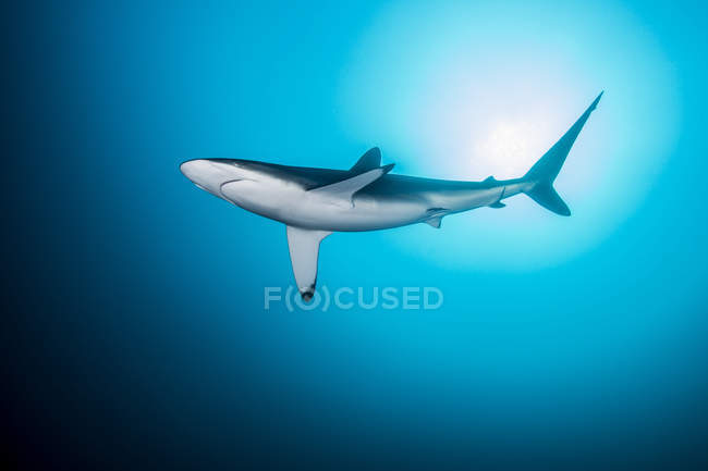 Одинокая, любопытная шелковистая акула кружит вокруг, остров Сокорро, Ревильяджигедо, Мексика — стоковое фото