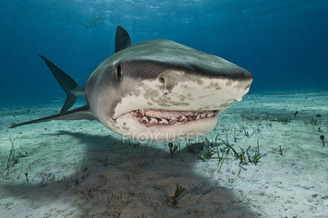 Tiburón tigre enojado nadando bajo el agua - foto de stock