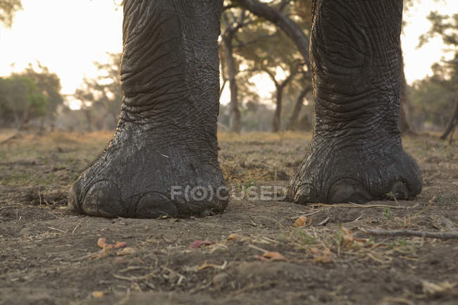 Pés dianteiros de elefante africano ou Loxodonta africana, piscinas de mana parque nacional, zimbabwe — Fotografia de Stock