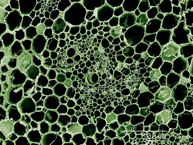 Cross section of stem of Peruvian Lily SEM — Stock Photo