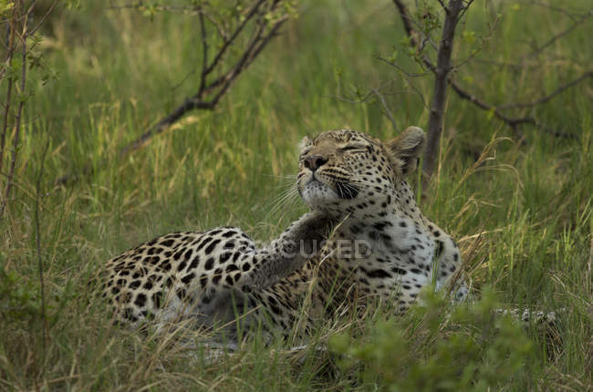 Leopardo Relaxante e deitado na grama verde — Fotografia de Stock