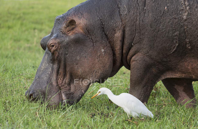 Side view of Hippo eating grass in wild, botswana, africa — Stock Photo