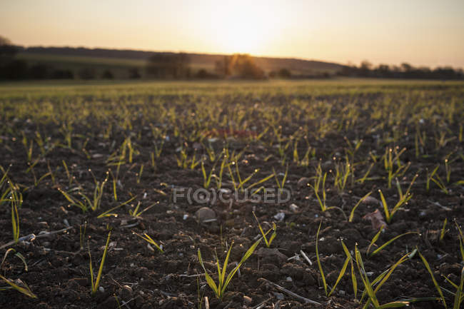 Nuevos cultivos en los campos - foto de stock