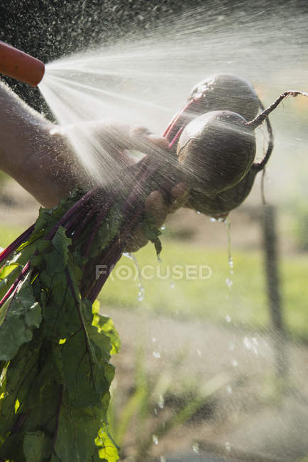 Gardener hosing down beetroot — Stock Photo