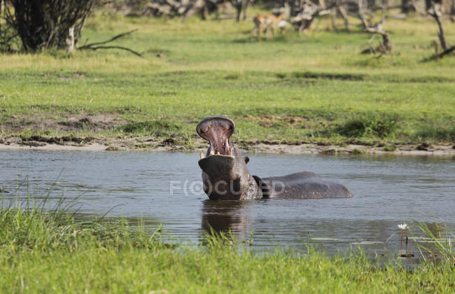 Gähnendes Nilpferd oder Nilpferd im Wasser, Botswana, Afrika — Stockfoto