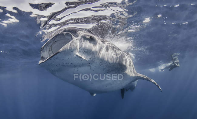 Squalo balena con fotografo lontano sott'acqua — Foto stock