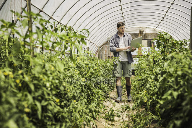 Man in polytunnel using laptop — Stock Photo