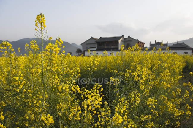 Field of blooming oil seed rape plants and farmhouse — Stock Photo