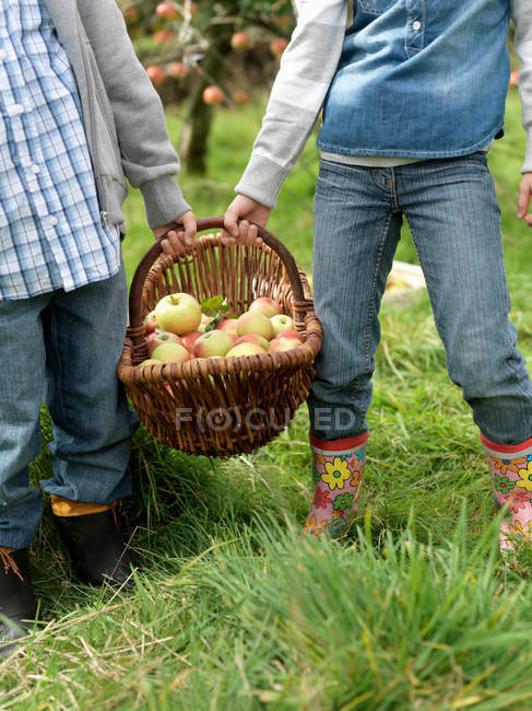 Menina e menino segurando cesta de maçã — Fotografia de Stock