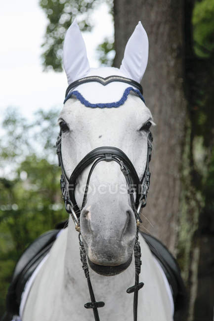 Vista di cavallo in dressage evento — Foto stock