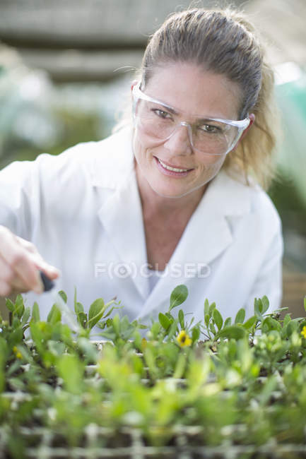 Retrato del líquido de pipeteo científico femenino en muestras de plantas en policontúnel - foto de stock