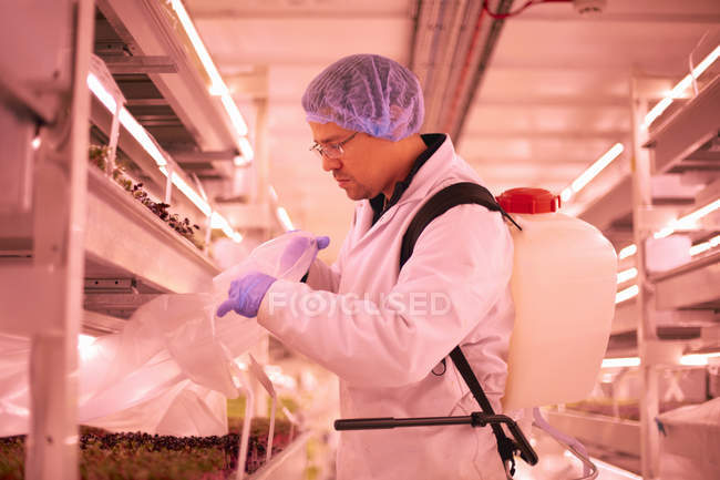 Trabajador masculino quitando plástico de bandeja de micro greens en vivero subterráneo del túnel, Londres, Reino Unido - foto de stock