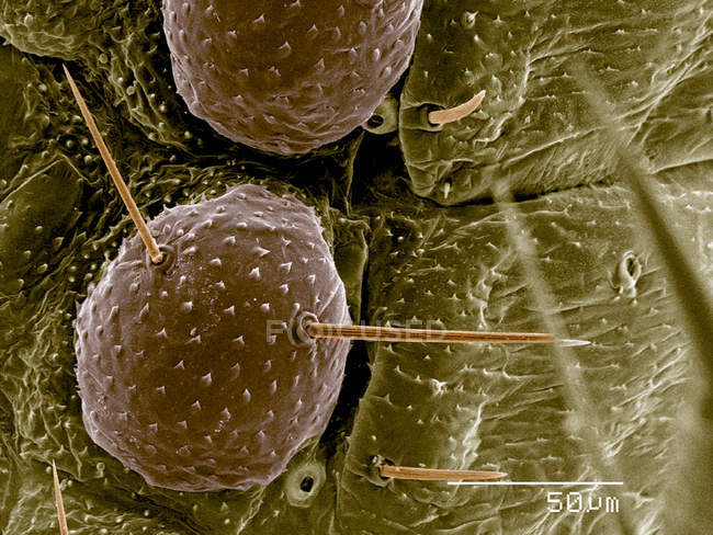Abdomen of ladybug larva, Coccinellidae SEM — Stock Photo