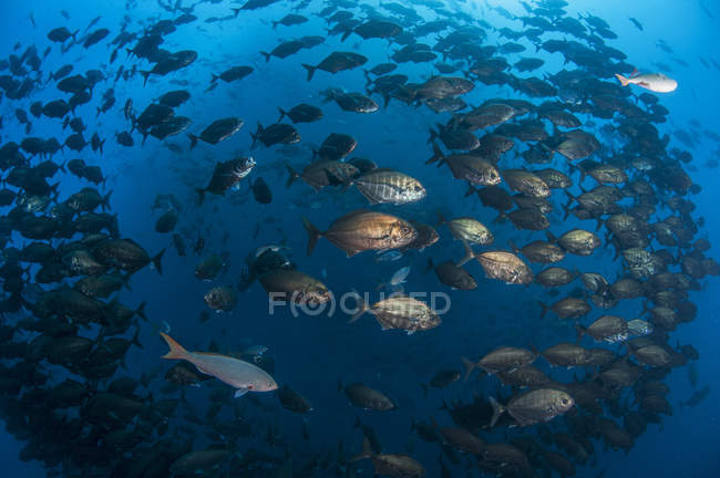 Vista submarina de especies de peces de variedad nadando juntos en islas costeras profundas del Pacífico mexicano, Roca Partida, Revillagigedo, México - foto de stock