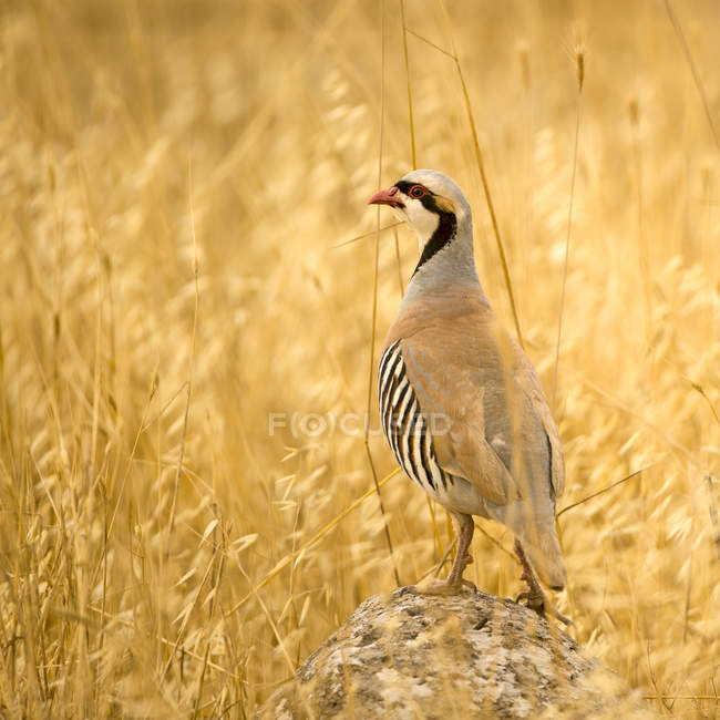 Chukar standing on stone in field in Israel — Stock Photo