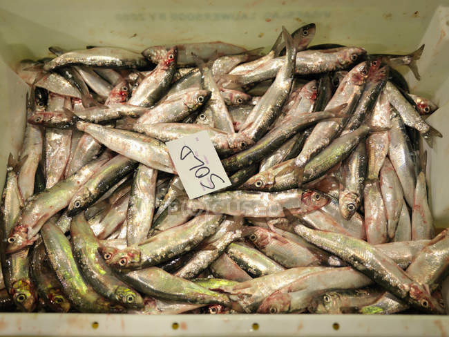 Container full of fish with sold sign — Stock Photo