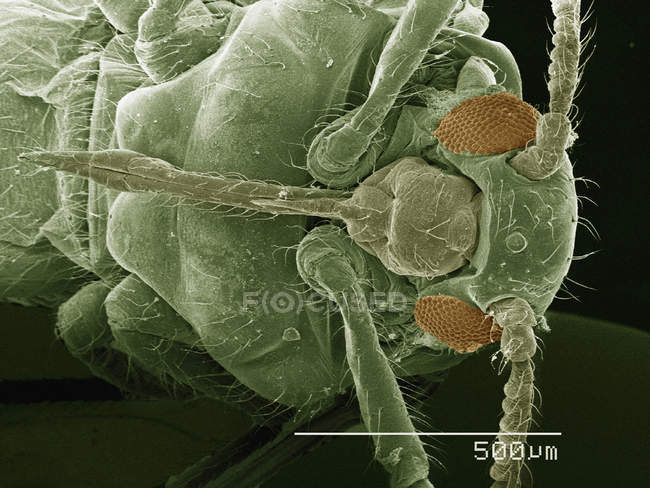 Coloured scanning electron micrograph of winged adult aphid — Stock Photo