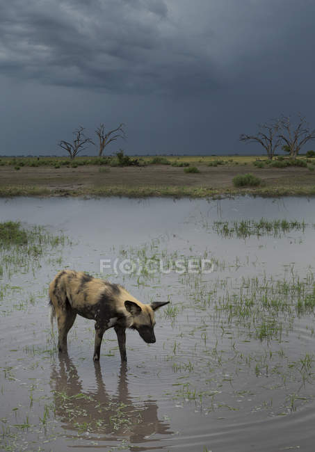 African Wild Dog in flooded area — Stock Photo