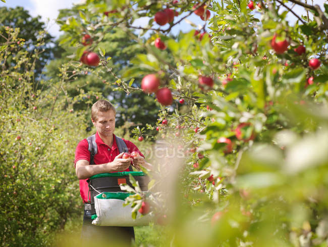 Agricultor recogiendo manzanas en huerto - foto de stock