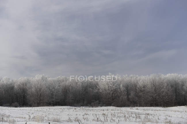 Ländlich schneebedecktes Feld — Stockfoto