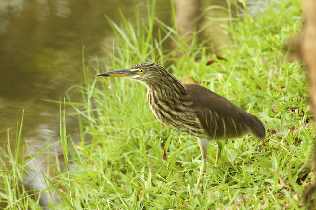 Garza del estanque indio de pie sobre hierba verde, mararikulam, india - foto de stock