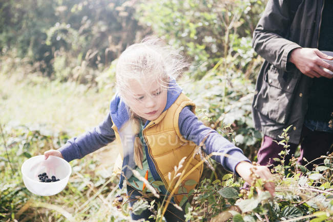 Girl picking blackberries in countryside garden — Stock Photo