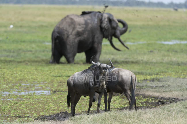 El ñus y el elefante africano en el Parque Nacional Amboseli, Kenia, África - foto de stock