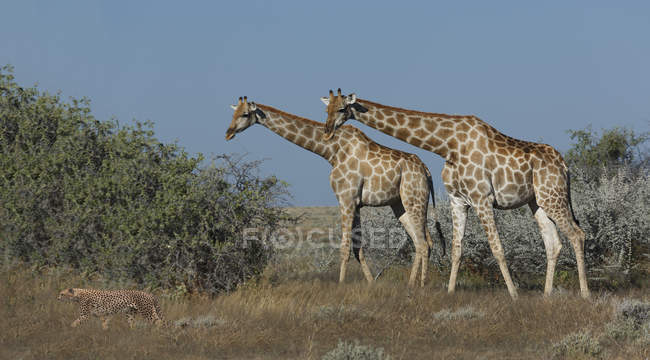 Geparden und Giraffen auf Ebene unter blauem Himmel, Namibia — Stockfoto