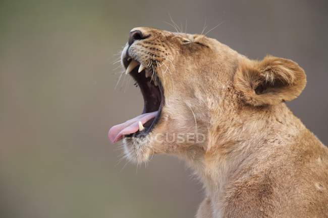 Filhote de leoa rugindo — Fotografia de Stock