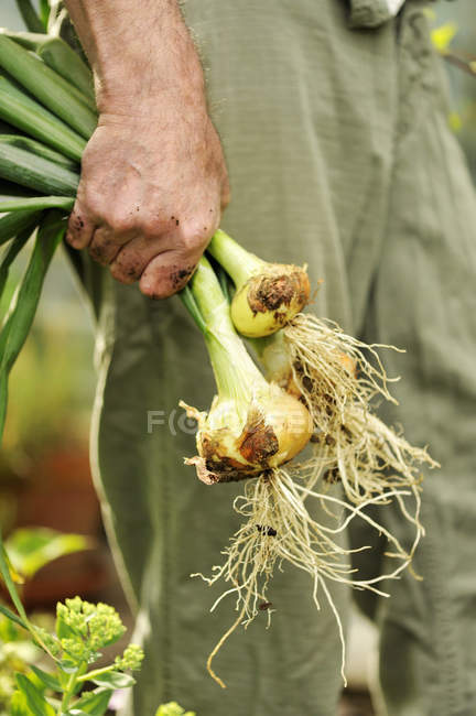 Imagen recortada de hombre mayor sosteniendo cebollas recién recogidas - foto de stock