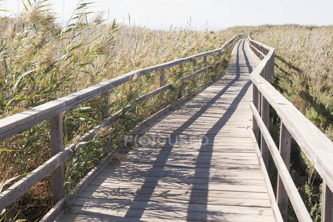Wooden boardwalk through reed bed in bright sunlight — Stock Photo