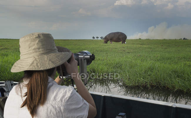 Woman photographing Hippopotamus from safari truck, Kasane, Chobe National Park, Botswana, Africa — Stock Photo