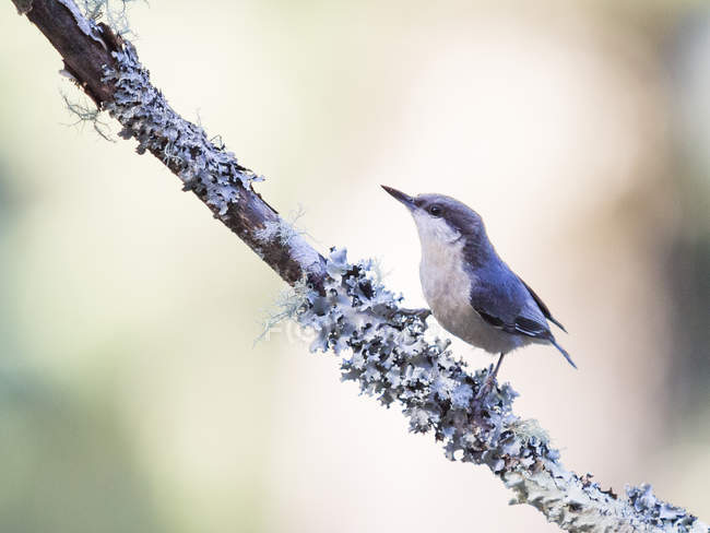 Pygmy Nuthatch bird sitting on tree twig, Forest Knolls, California, USA — Stock Photo