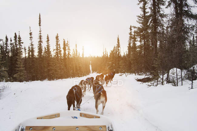 Huskys ziehen Schlitten durch Schnee — Stockfoto
