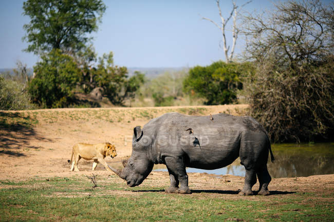 Rhinocéros pâturant avec des piqûres de bœuf sur le dos — Photo de stock
