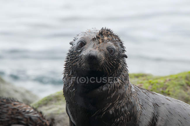 Guadalupe fur seal pup on rocks looking at camera, Guadalupe Island, Baja California, Mexico — Stock Photo