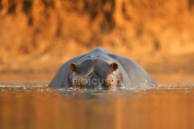 Hippopotame dans l'eau au coucher du soleil, Parc national des piscines de Mana, Zimbabwe, Afrique — Photo de stock