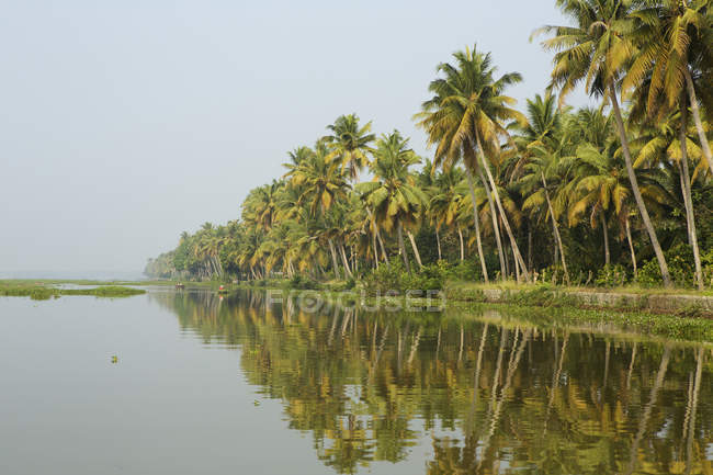 Palm trees at water edge, Kerala, India — Stock Photo