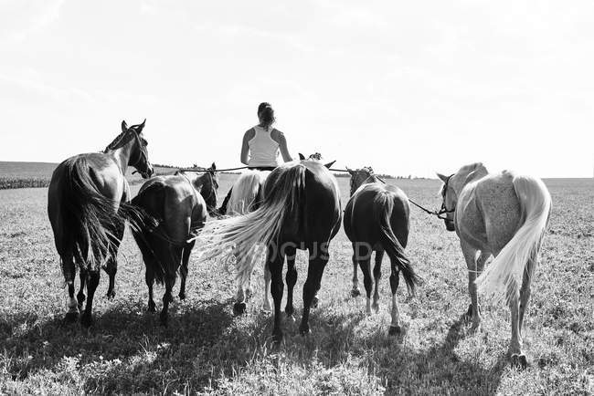 B & W imagem vista traseira da mulher montando e levando seis cavalos no campo — Fotografia de Stock