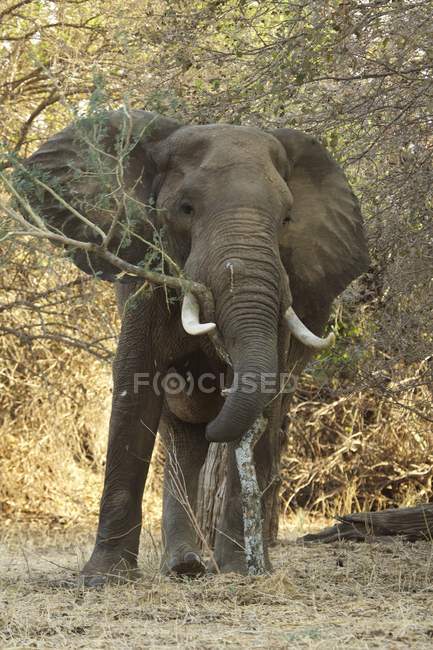 Elefante africano macho ou loxodonta africana em Mana Pools, Zimbabwe, África . — Fotografia de Stock