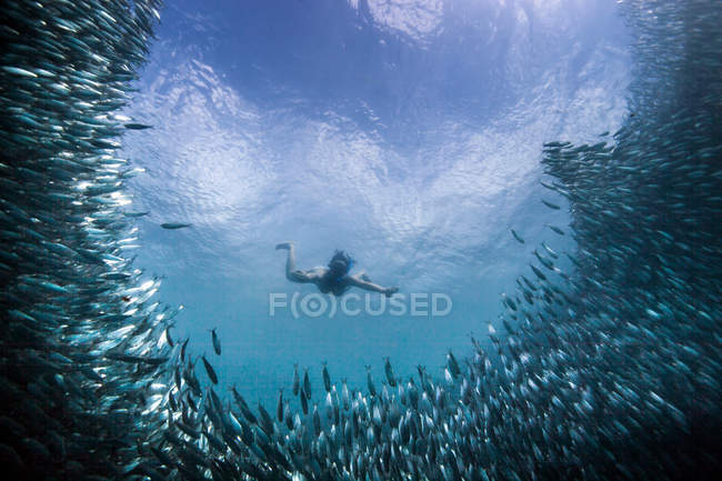 Jeune femme nageant avec l'école de sardines, Moalboal, Cebu, Philippines — Photo de stock
