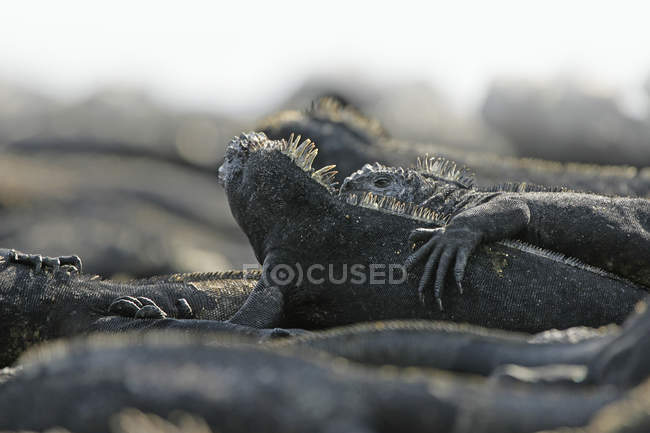 Iguanas marinhas no solo, Ilhas Galápagos, Equador — Fotografia de Stock