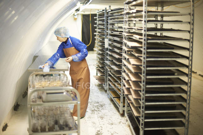 Female worker cleaning table in underground tunnel nursery, London, UK — Stock Photo