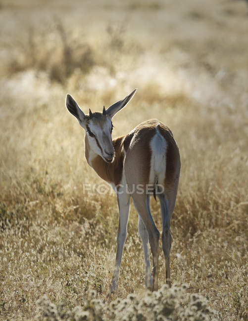 Vista completa della gazzella in pianura alla luce del sole — Foto stock