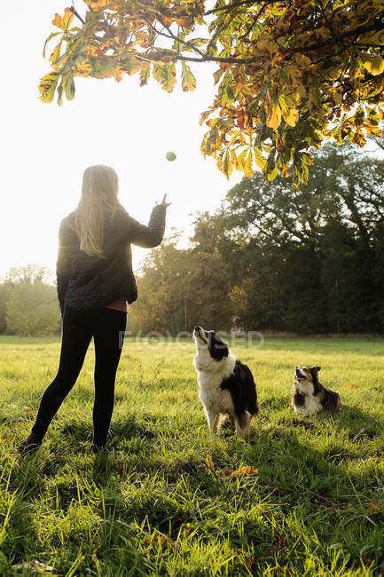 Vista trasera de adolescente jugando pelota con perros, Norfolk, Reino Unido - foto de stock