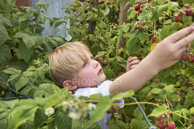 Chico que recoge frambuesas en el jardín del campo - foto de stock
