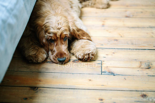 Filhote de cachorro deitado no chão de madeira — Fotografia de Stock