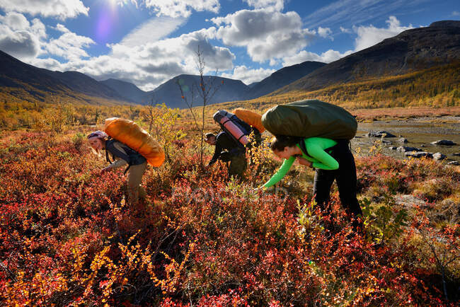 Троє дорослих туристів збирають ягоди, гори Хібіні, півострів Кола, Росія. — стокове фото