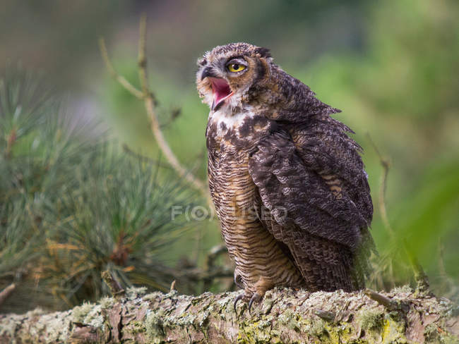 Great horned owl sitting on branch with open mouth — Stock Photo